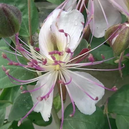 Makkale 3*